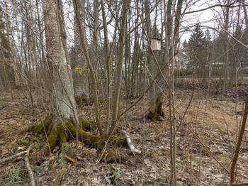 Tiheähköä kasvillisuutta puistossa lehdettömään aikaan / Tät vegatation i parken före bladen slagit ut