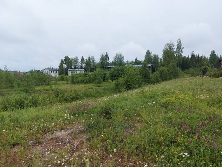 Ojalankujan päätteeseen sijoittuva puisto kesällä 2024.