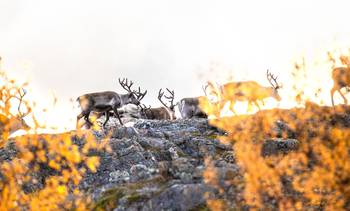 Porot kallioilla ruska-aikaan