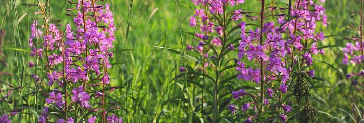 Huvudbild på projektet