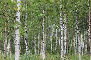 Huvudbild på projektet