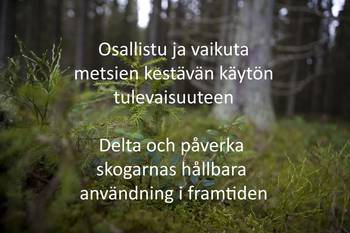 Osallistu ja vaikuta metsien kestävän käytön tulevaisuuteen