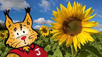 Huvudbild på projektet