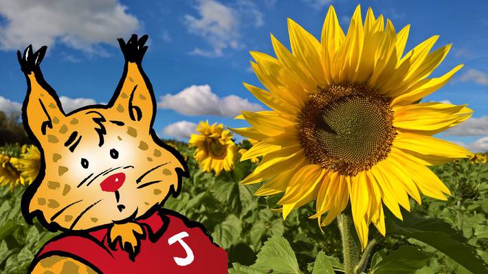 Huvudbild på projektet