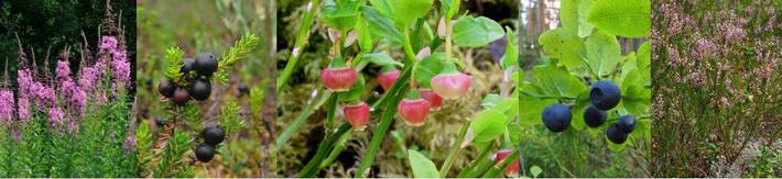 Hankkeen otsikkokuva