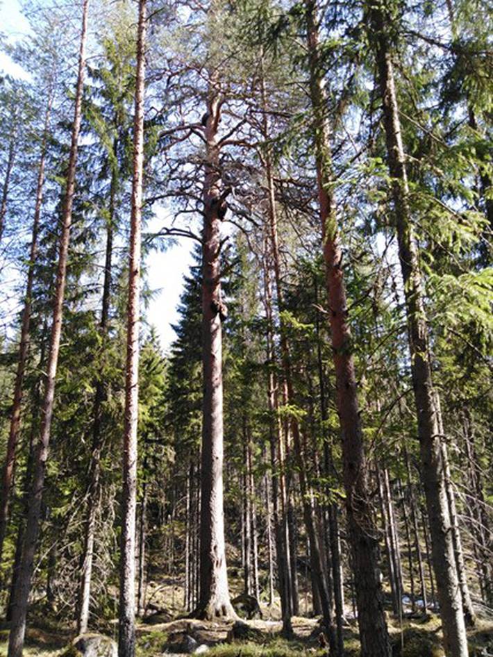 Huvudbild på projektet