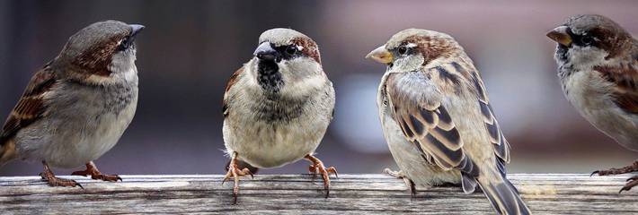 Kuvituskuva linnuista rivissä