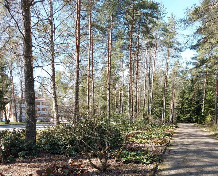 Kuva on Lintukankaan keskuspuistosta. 